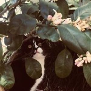 merrynbiehler avatar