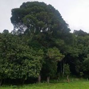 lucy_hollings avatar