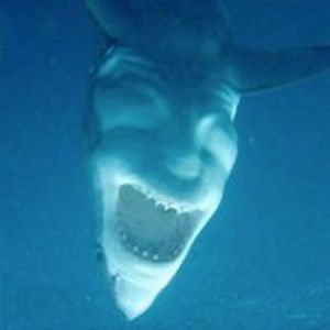 grimlocksnewbrain avatar