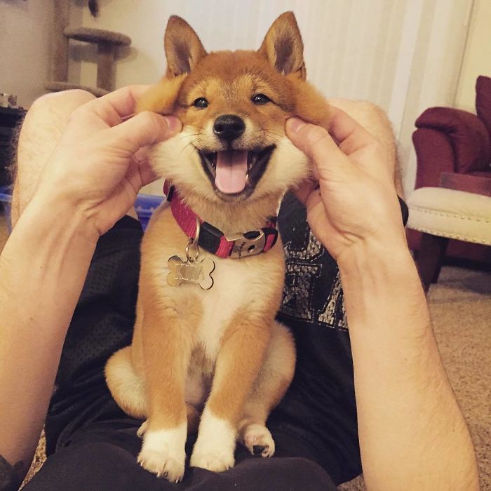 Such Smile. Very Happiness