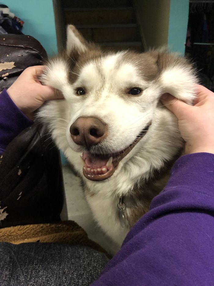Stretchy Husky Smile To Brighten Your Day