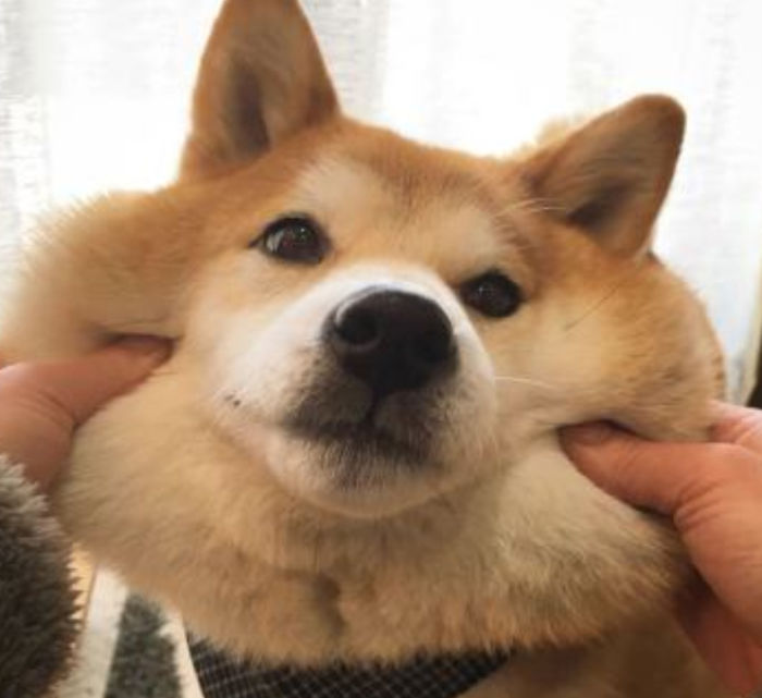 He Protec, He Attac, But Mostly, Many Squishy Is Back