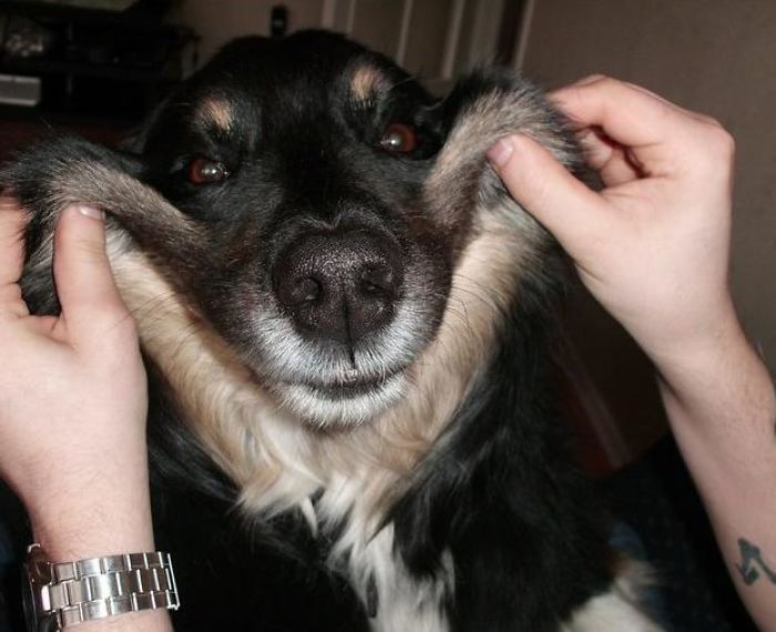 So, My Dog To Has A Lot Of Extra Skin