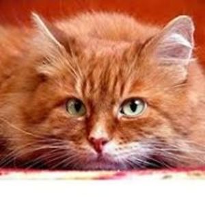 chouca_madinina avatar