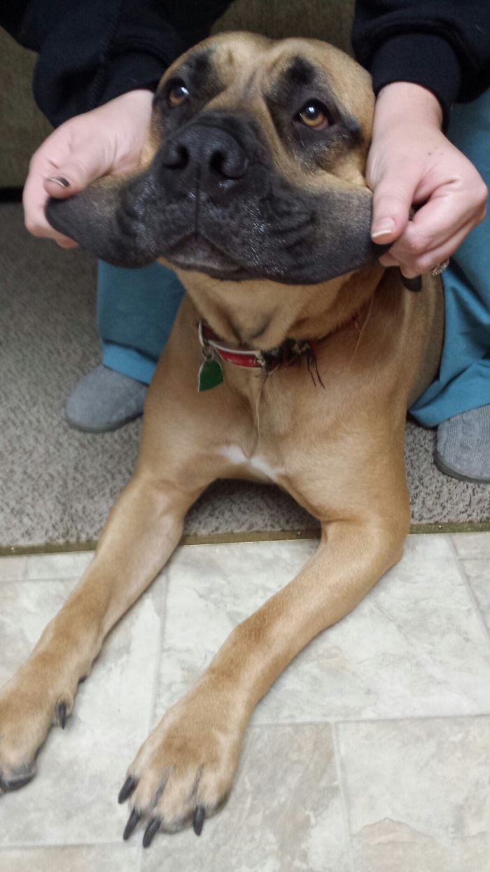 I Heard We Are Doing Dog Cheeks Now