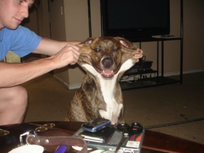 My Dog, Easy, Has A Stretchy Face. This Doesn't Hurt Him