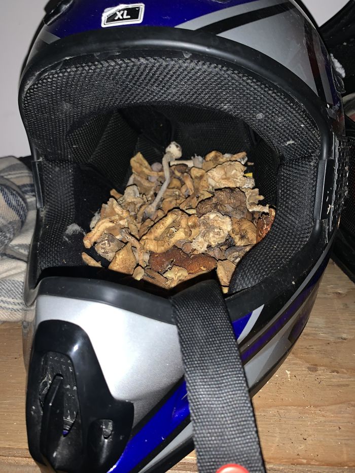 Our Uninvited Cabin Squirrel Keeps Filling Hats And Helmets With Mushrooms While We’re Away, We Would Love To Know What He Is Cultivating Here If Anyone Can Tell What Kind Of Mushrooms We’re Dealing With! Located In Central Alaska