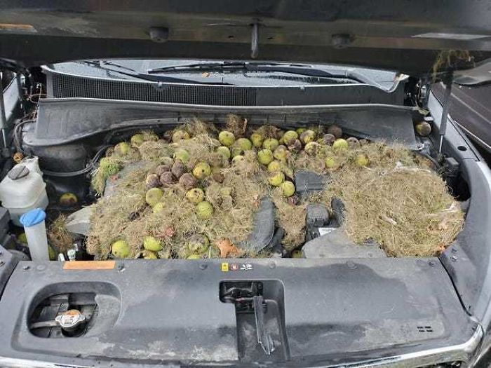 A Pennsylvania Woman Let Her Car Sit For Too Long, So The Squirrels In Her Yard Began Storing Walnuts In It. This Was The End Result