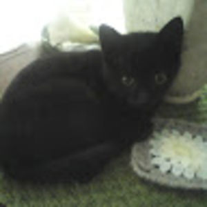 thersiaeksteen avatar