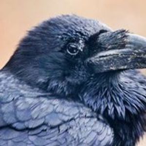 mallgrenlaura avatar