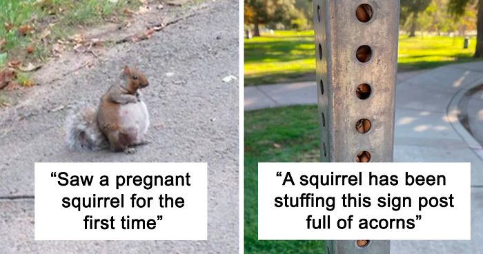 50 Posts To Remind Us How Awesome Squirrels Are