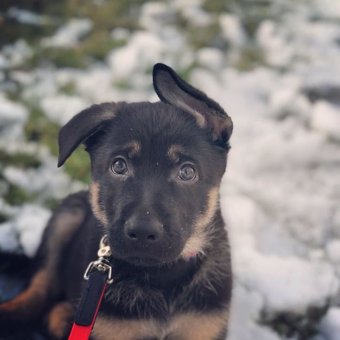 Meet Zeus, The 9-Week Old German Shepherd From Nl, Canada