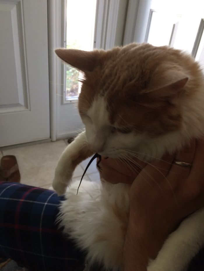 Cats Eating Lizards Is Normal Right?