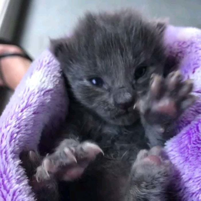 From Kitty_fostering_oz On Ig