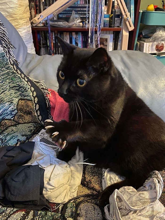 When He Wants Attention He Unleashes The Claws