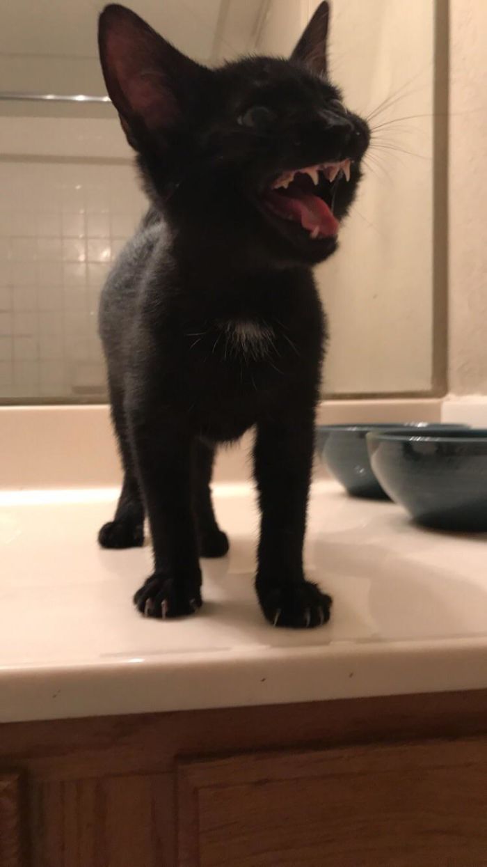 My Foster Cat Mars, Caught Mid-Meow.