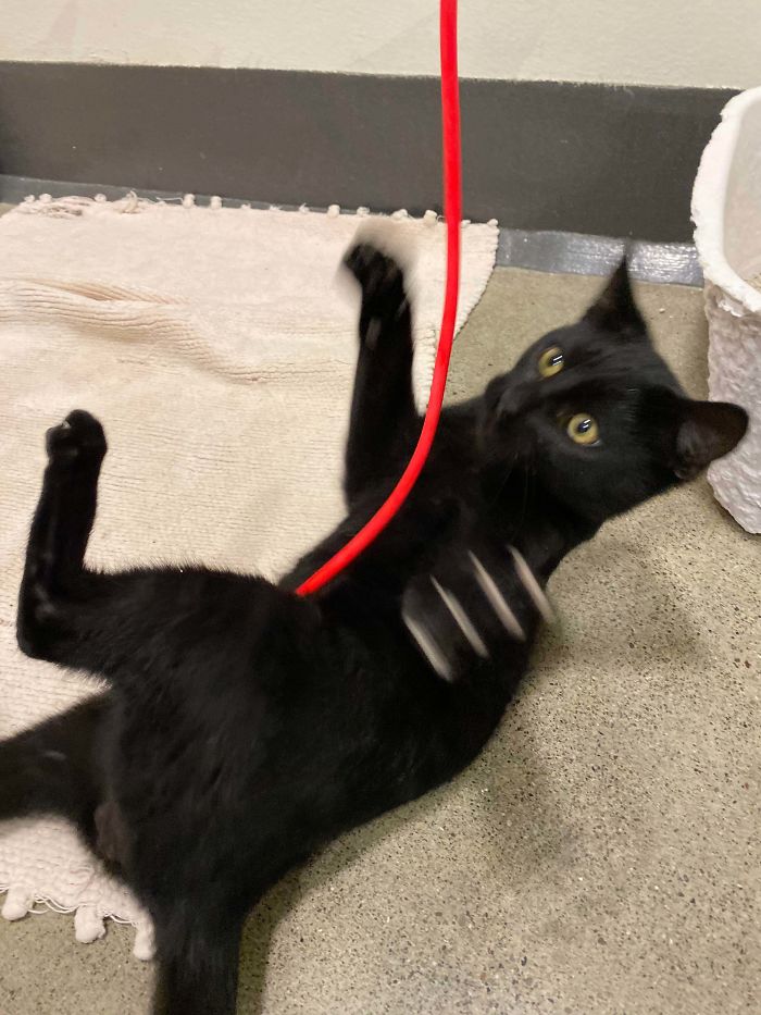 Caught This Motion Shot Of A Ferocious Kitten At The Shelter The Other Day.