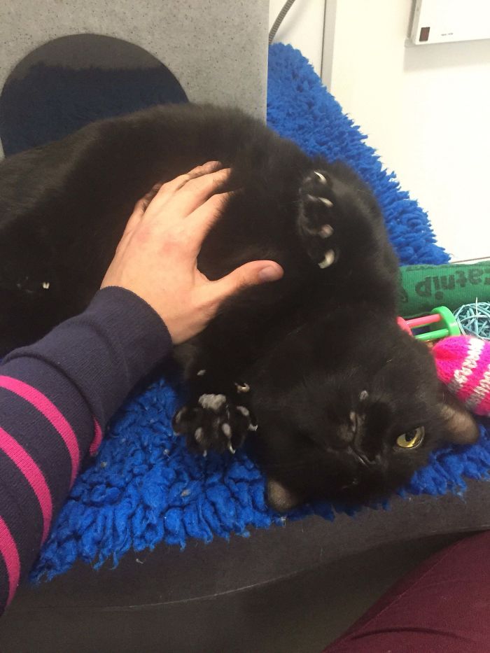 Rescue Murder Mittens. We Pick Him Up Saturday!