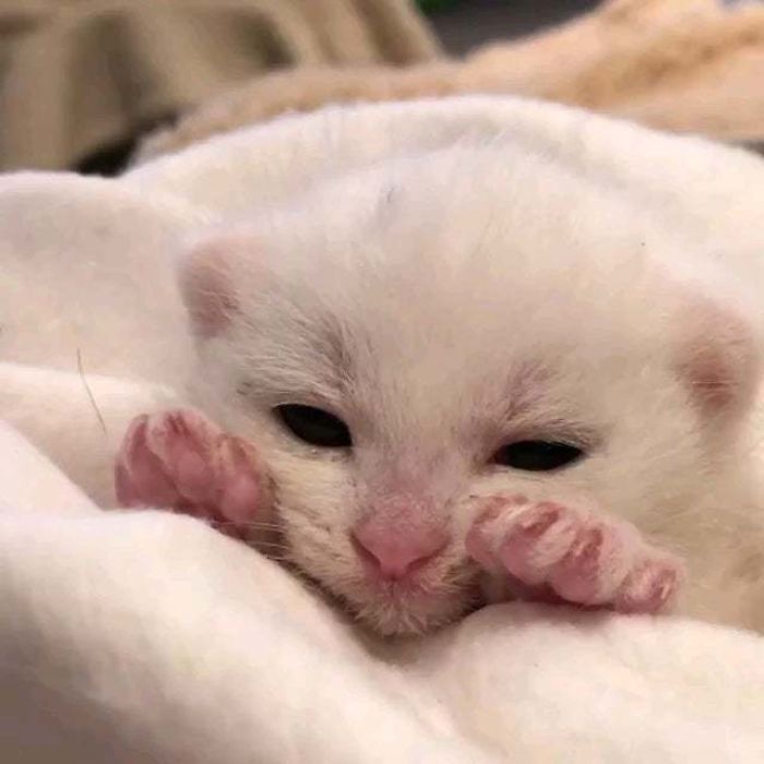 Illegally Small Purrs!