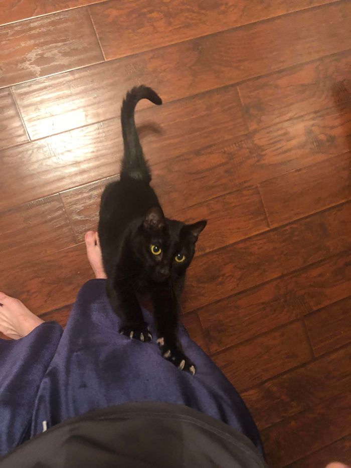 Flashing The Murder Mittens To Demand Attention