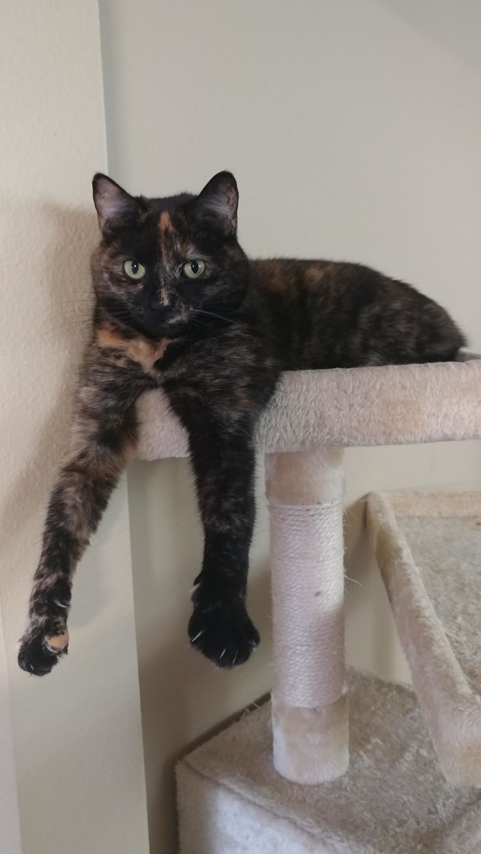 I Miss My Girl, Misfit, And The Way She Used To Casually Remind Me She Could End Me With Her Eyes And Murder Mittens. I Kid, We Were A Bonded Pair.