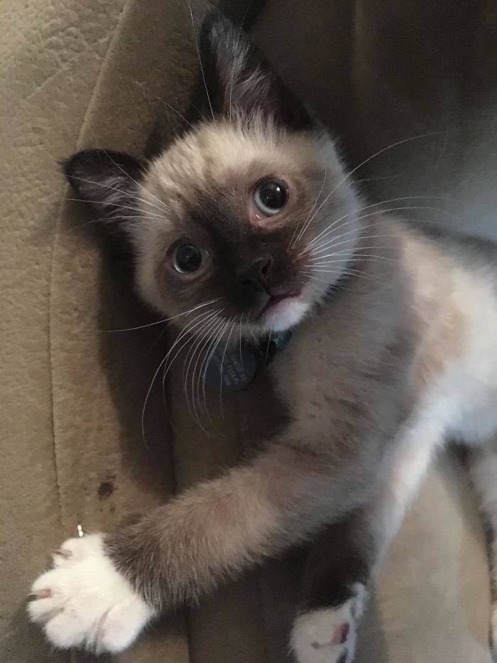 My 2-Month-Old Boy Draco. I’m Not Sure If He’s Siamese Or Ragdoll, But One Thing’s For Sure - Those Claws Mean Business!