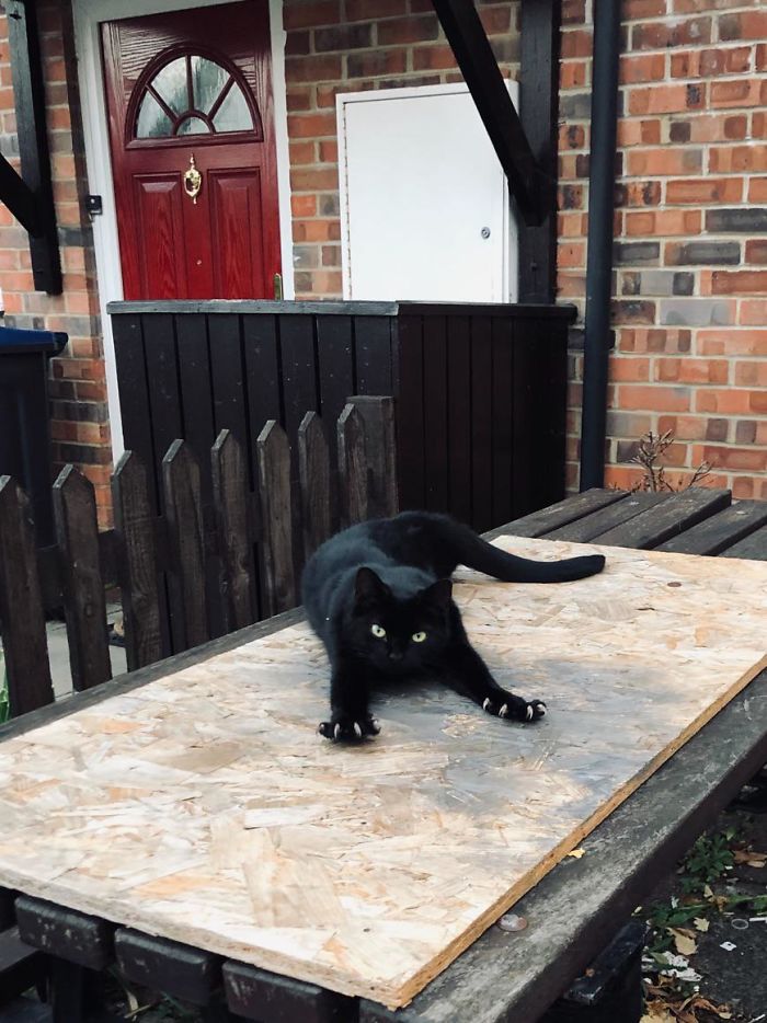 Walked Passed This Kitty Outside And She Got Super Excited And Gave Me This Adorable Stretch!