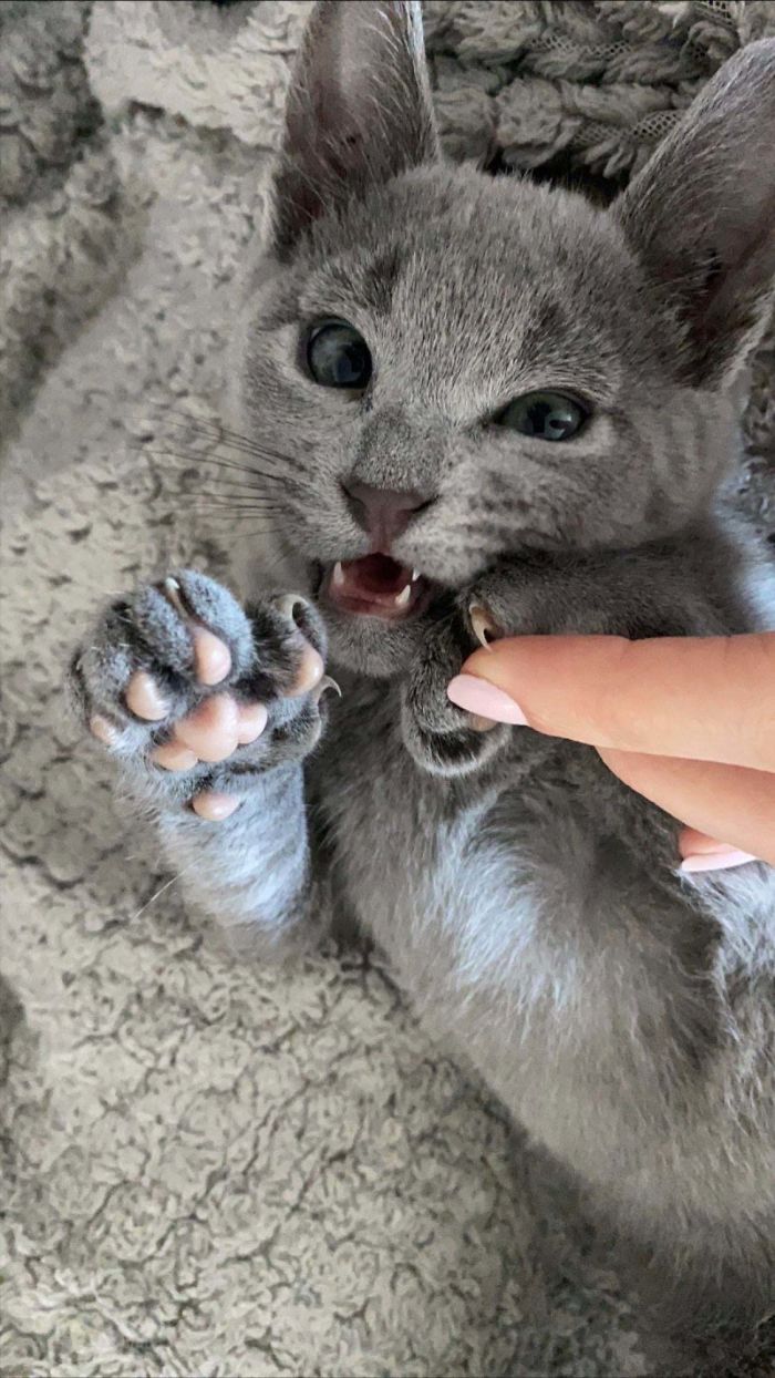 Winston, Who We Only Got Yesterday Wasted No Time In Showing Off His Murder Mittens To Us!