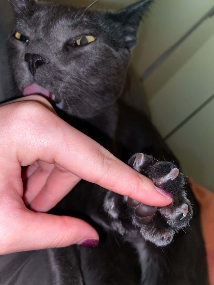 He Likes To Hold Me With His Murder Mittens While He Sheds My Skin With His Tongue.