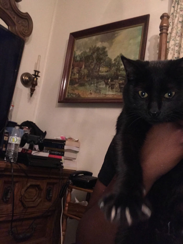 I Asked My Friend How Her Newly Adopted Cat Was...