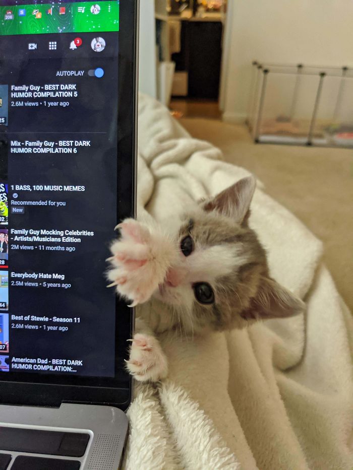 Munchkin Was Trying To Sneak Attack Me