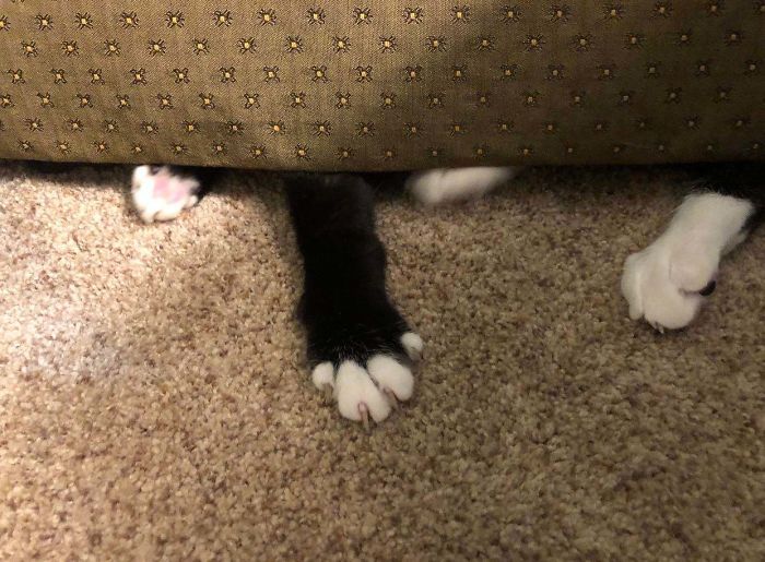 I Found His Secret Hiding Spot Under The Couch And He Is Not Happy About It