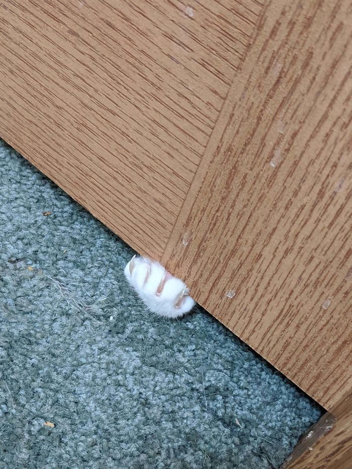 I Can't Even Go To The Bathroom In Peace. 🤣