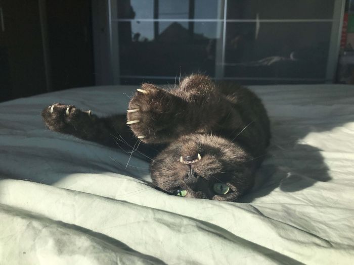 My Cat Showing His Murdermittens