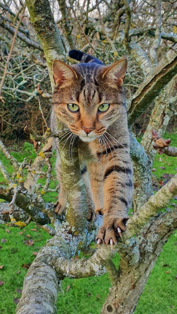 Stealthy Murder Mittens