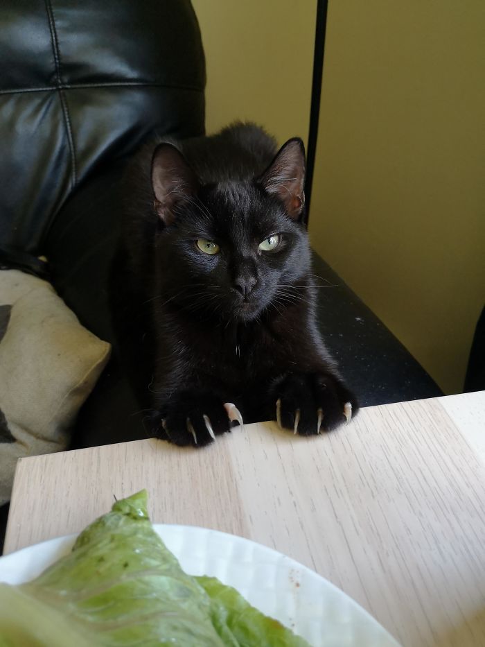 Taco The Kitty Does Not Approve Of The New "No Cats On The Desk" Rule! 🌮🐈