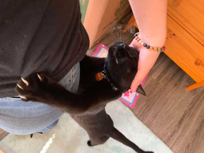 Loki Saying Hello After I’be Been At Work All Day