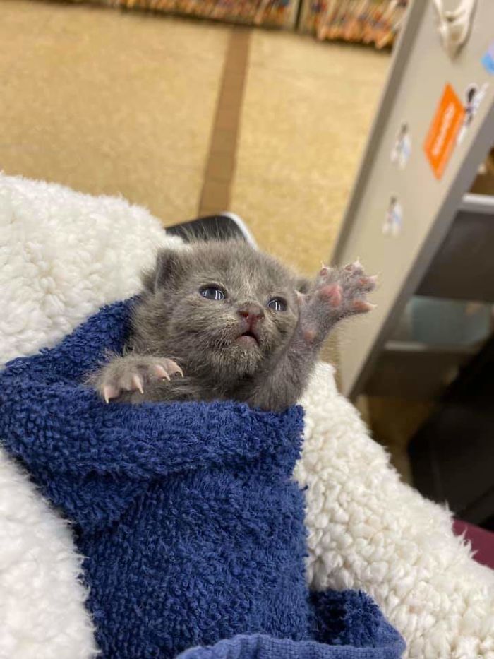 Baby Tiny-Clawed Stretch