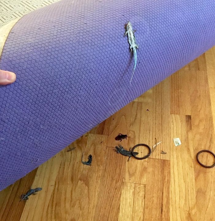 My Cat Loves To Bring Lizards Inside The House And "Play" With Them Until They Crawl Off And Die. Found This Today Under The Carpet