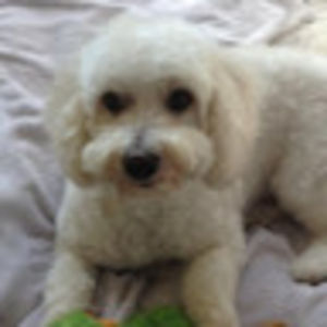 tashakatewood avatar