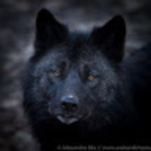 aleksandrarusbasan avatar