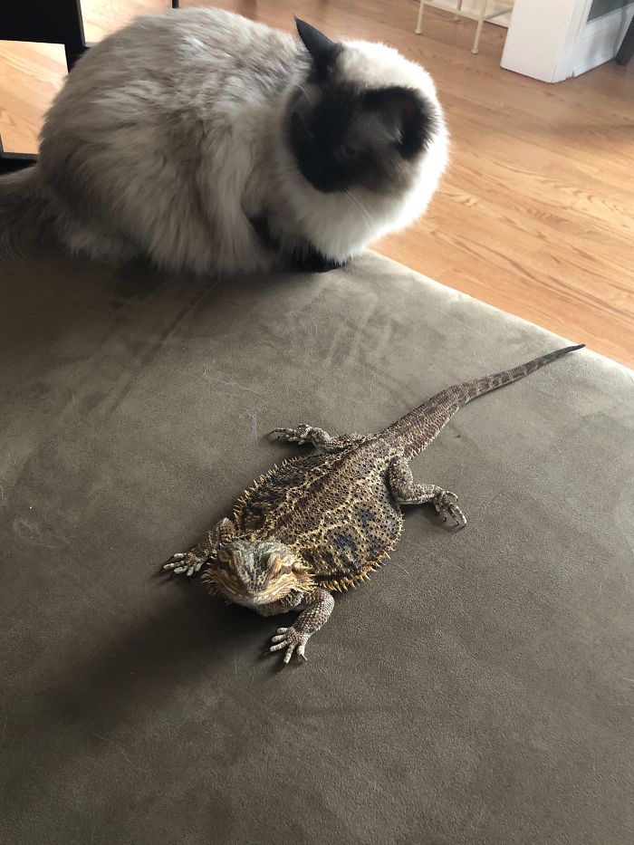 Fat Lizard Next To Cat