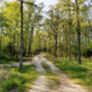 wendallanderson avatar