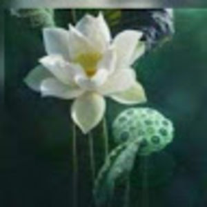 alexanderkasper avatar