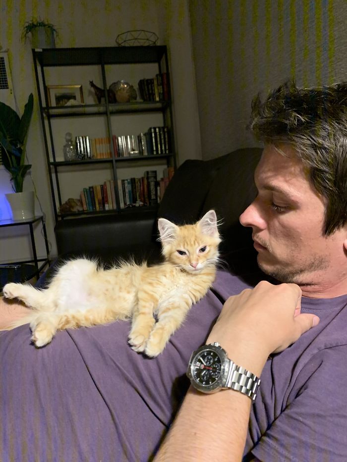 I Don’t Want A Kitten. He’ll Destroy The Sofa