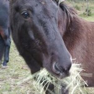 baharehzafaran avatar