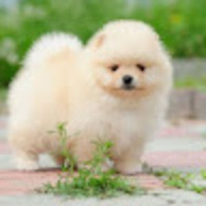 shuktikaghosh avatar