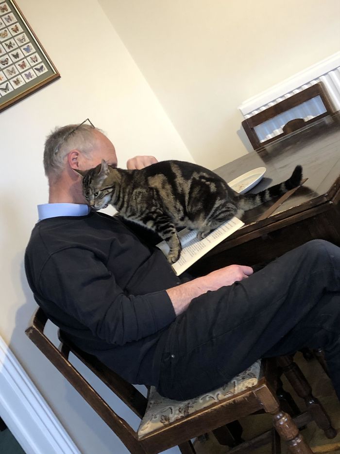When My Mum First Met My Dad He Had Never Had Cats And Was Not A Fan - 17 Years Of Marriage And 6 Cats Later This Is Where He’s At