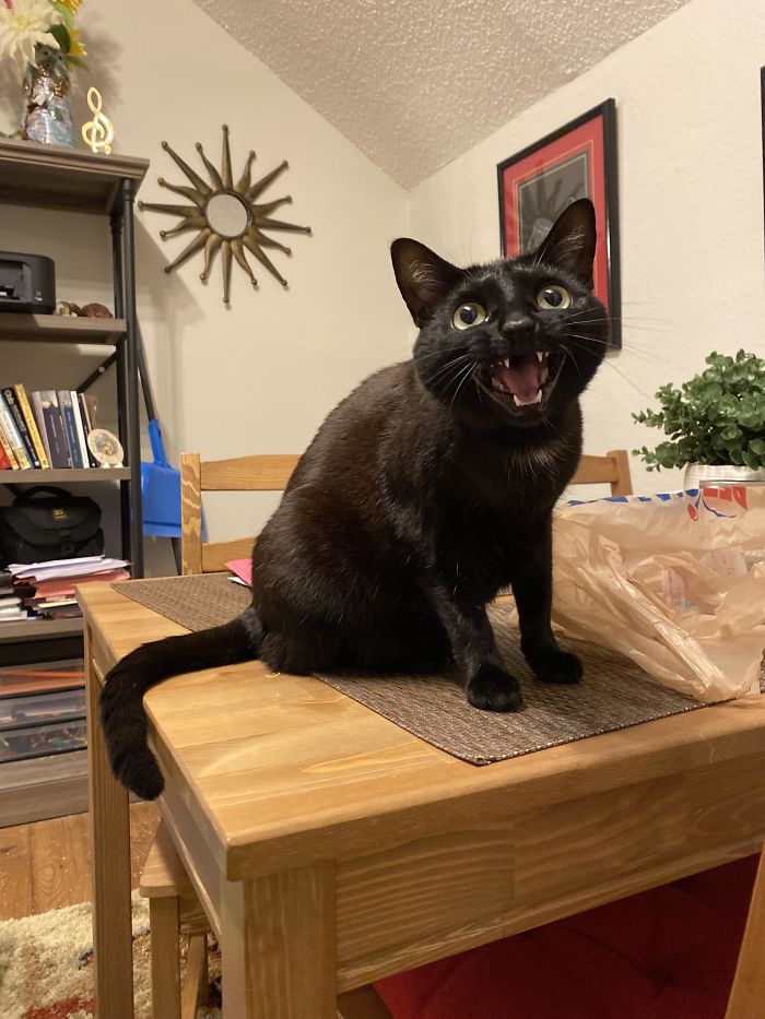 “Mom! Mom! You Haven’t Given Me Attention For 1 Whole Minute!”