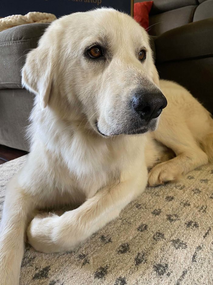 Meet Mila, Three Year Old Great Pyr My Girlfriend And I Adopted Today!